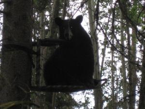 bear in tree stand