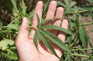 cannabis-plant-leaf-120102